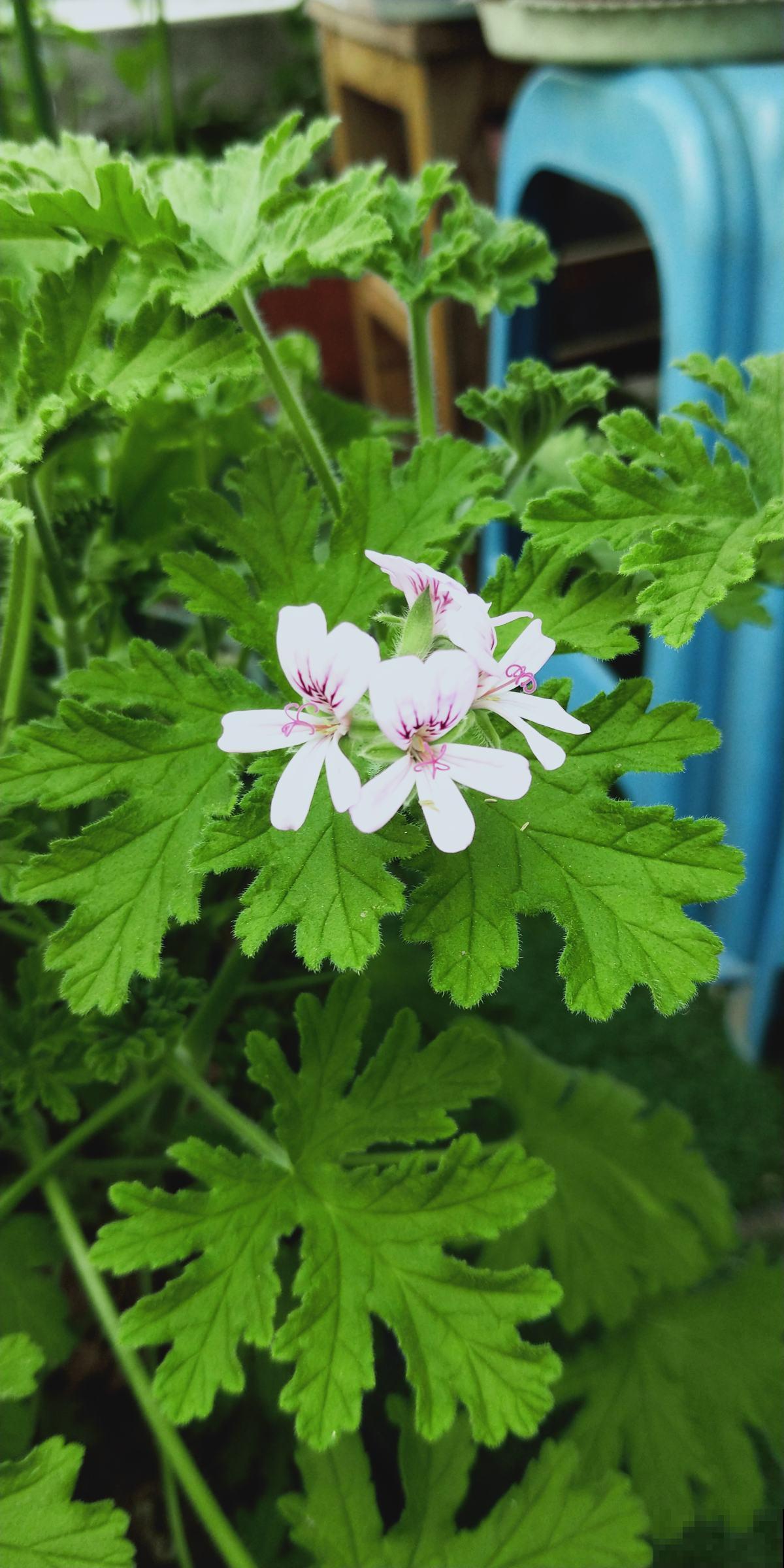 屋里养盆驱蚊花，清香四溢，一觉睡到大天亮