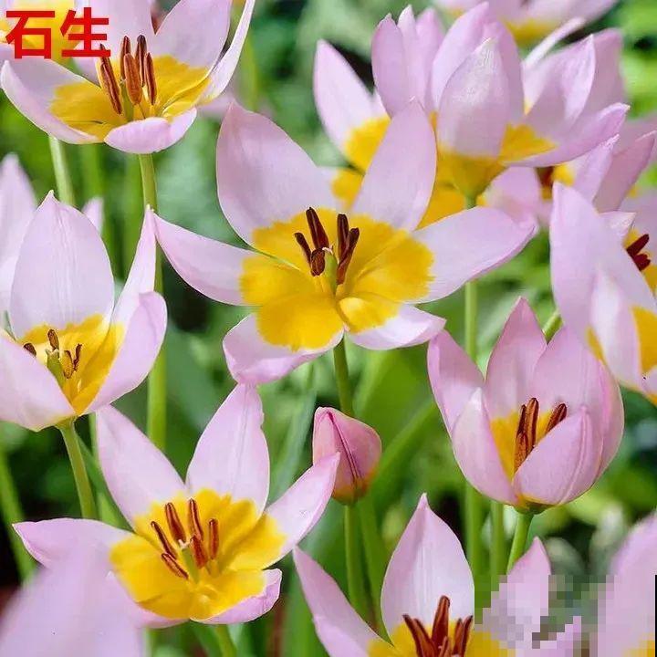 郁金香的“原始”祖先，大雪地里开花，颜值100分！