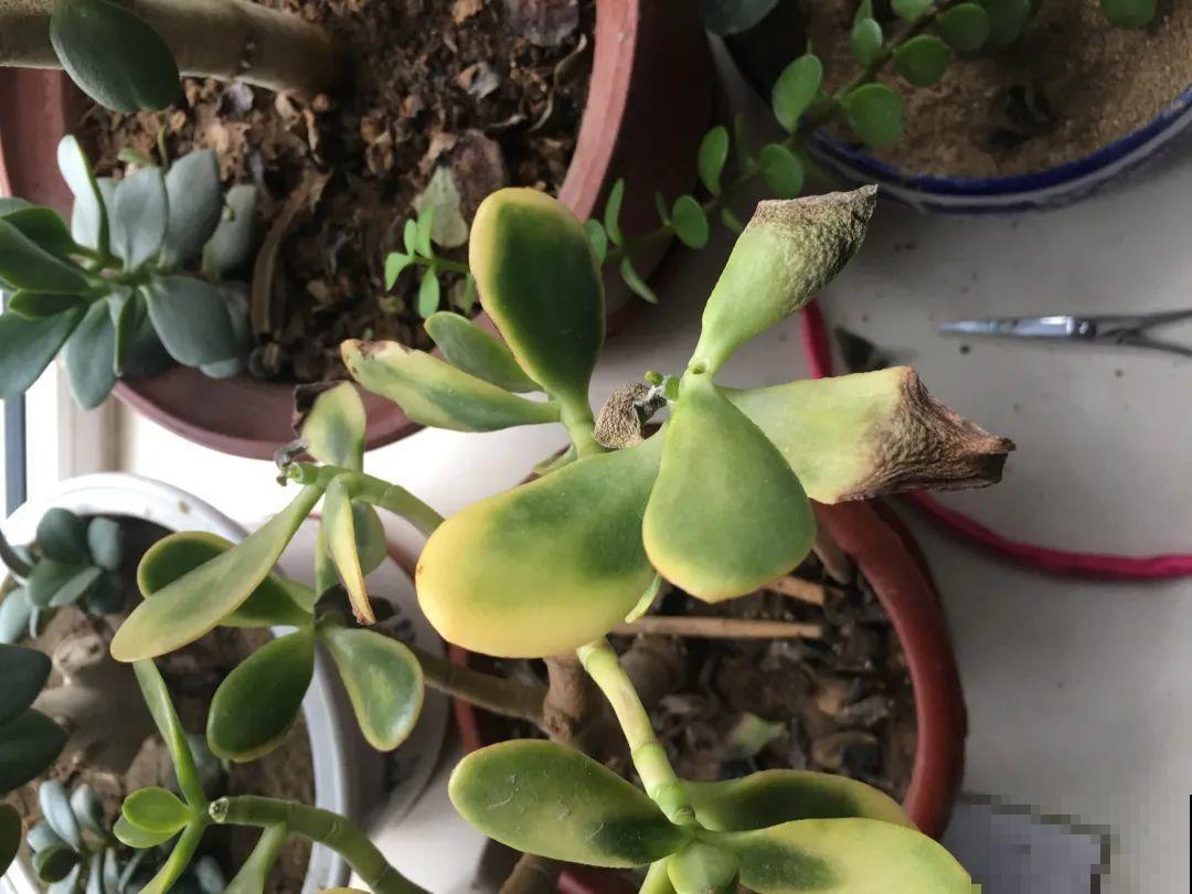 38℃高温，家里的花挺不过去，只剩盆了！