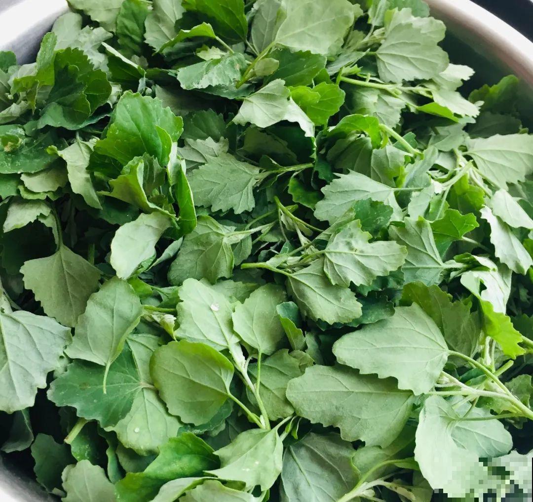 7月野菜金不换，2块钱一捆，凉拌吃格外香！