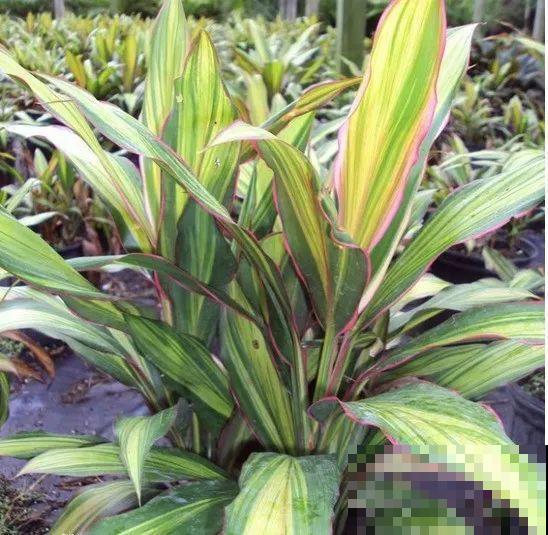 12种花，堪称“耐阴王”，比绿萝好看一万倍！