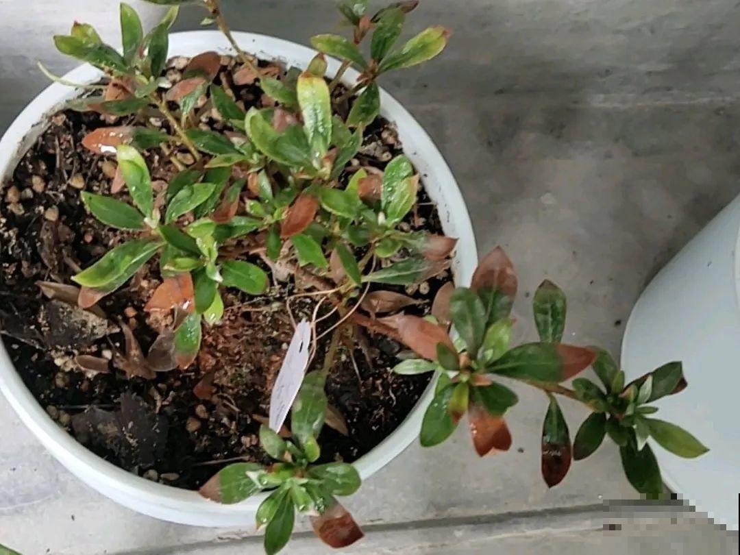 花养成光杆司令，赶紧这么救，3天冒新芽！