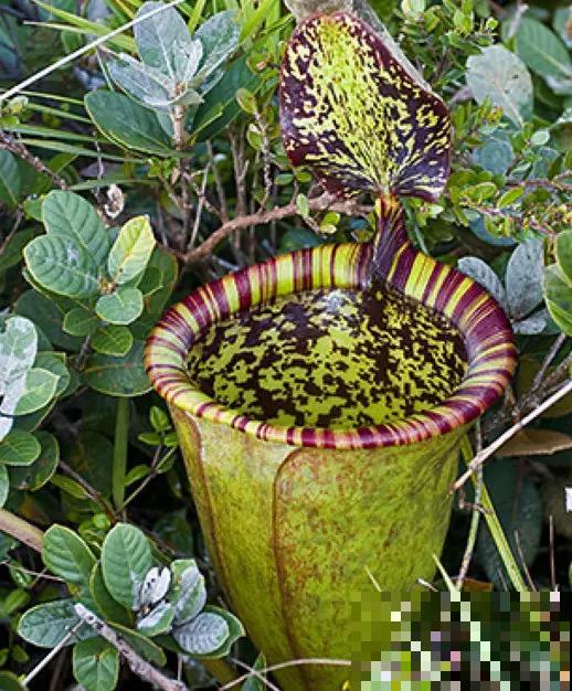 植物也“吃肉”,这种猪笼草可以吞掉一只老鼠,可怕! 植物也“吃肉”,这种猪笼草可以吞掉一只老鼠,可怕!