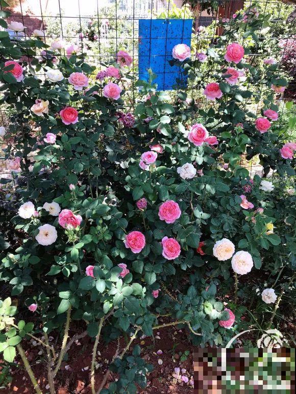 女儿辞职，回家养花，老爸说：15亩地，你负责养花，我负责蔬果！