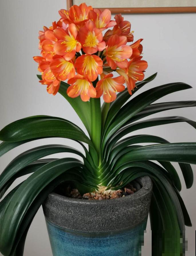 家里有这6种花,赶紧擦点啤酒,叶子长得黑绿油亮! 家里有这6种花,赶紧擦点啤酒,叶子长得黑绿油亮!