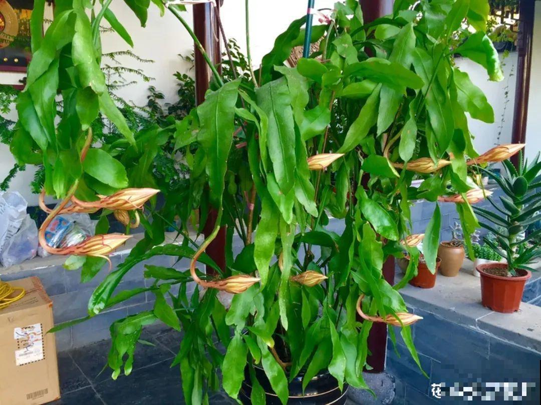 1种花只在夜里开，一次能开50朵，摘下来炒鸡蛋特香！