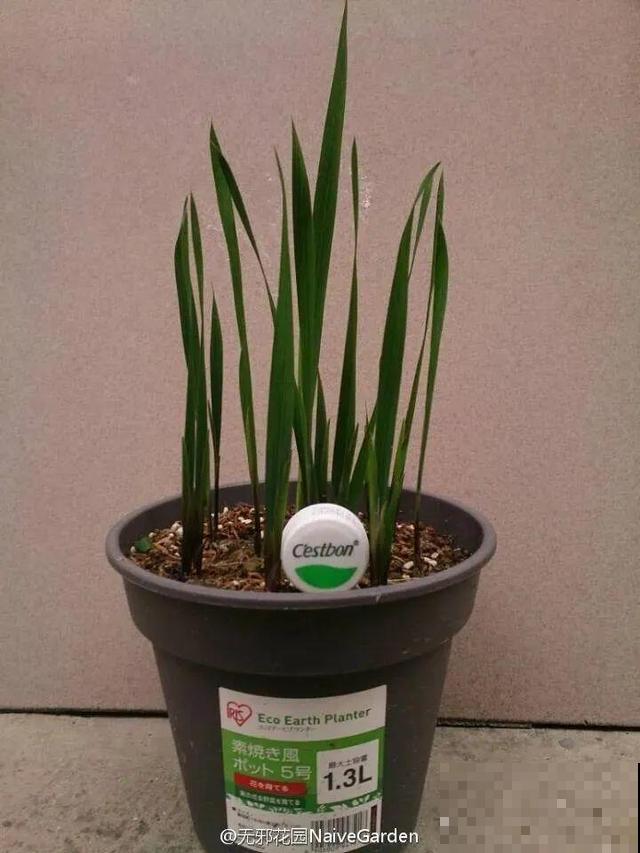 2块钱一盆的花,竟然开出一大片,谁不买亏大了! 2块钱一盆的花,竟然开出一大片,谁不买亏大了!