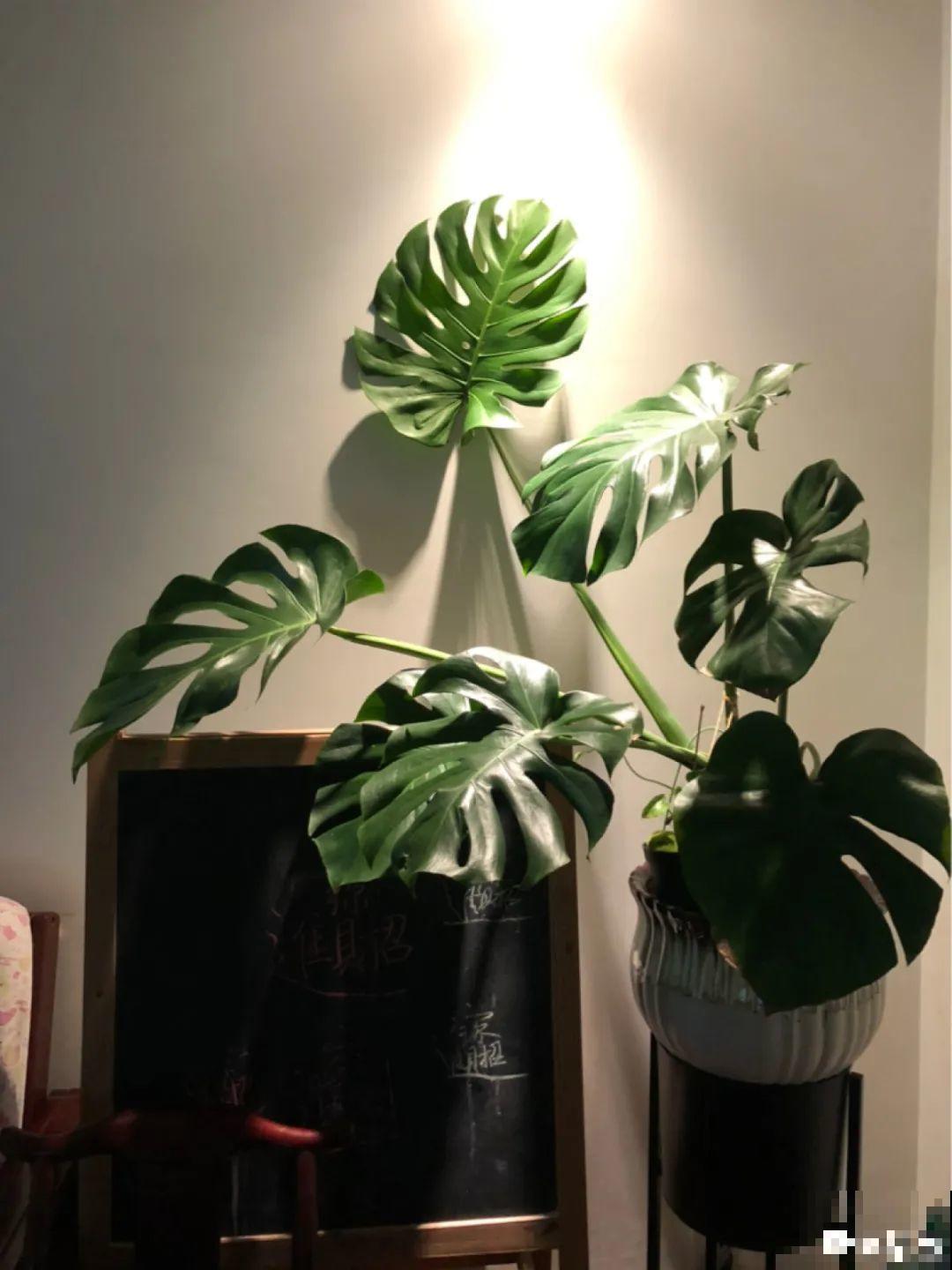 超耐阴的大叶植物，摆客厅吸废气，养一棵家里变森林！