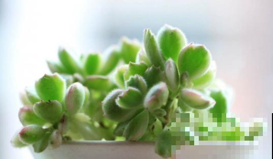 三伏天来了,这4种花赶紧断水,一浇一个死! 三伏天来了,这4种花赶紧断水,一浇一个死!