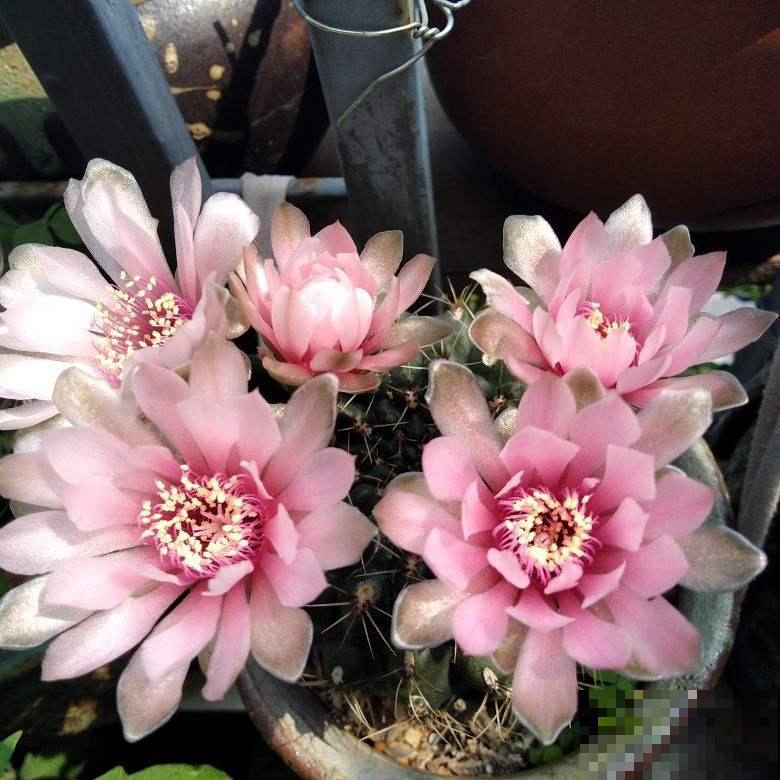 爱养花的女人，都有这7个特质