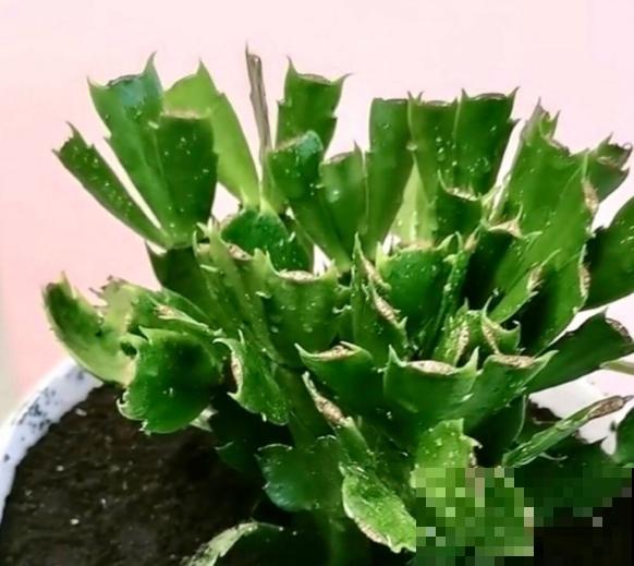 新买的花,套个花盆,成活率100%! 新买的花,套个花盆,成活率100%!