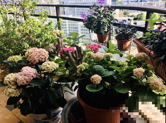 三伏天来了，这4种花赶紧断水，一浇一个死！