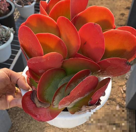 这个时节多肉长气根了,一定要注意了,不然等着收空盆吧! 这个时节多肉长气根了,一定要注意了,不然等着收空盆吧!