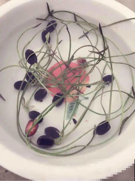 看到这些花,扭头就走,别买,谁买谁吃亏! 看到这些花,扭头就走,别买,谁买谁吃亏!