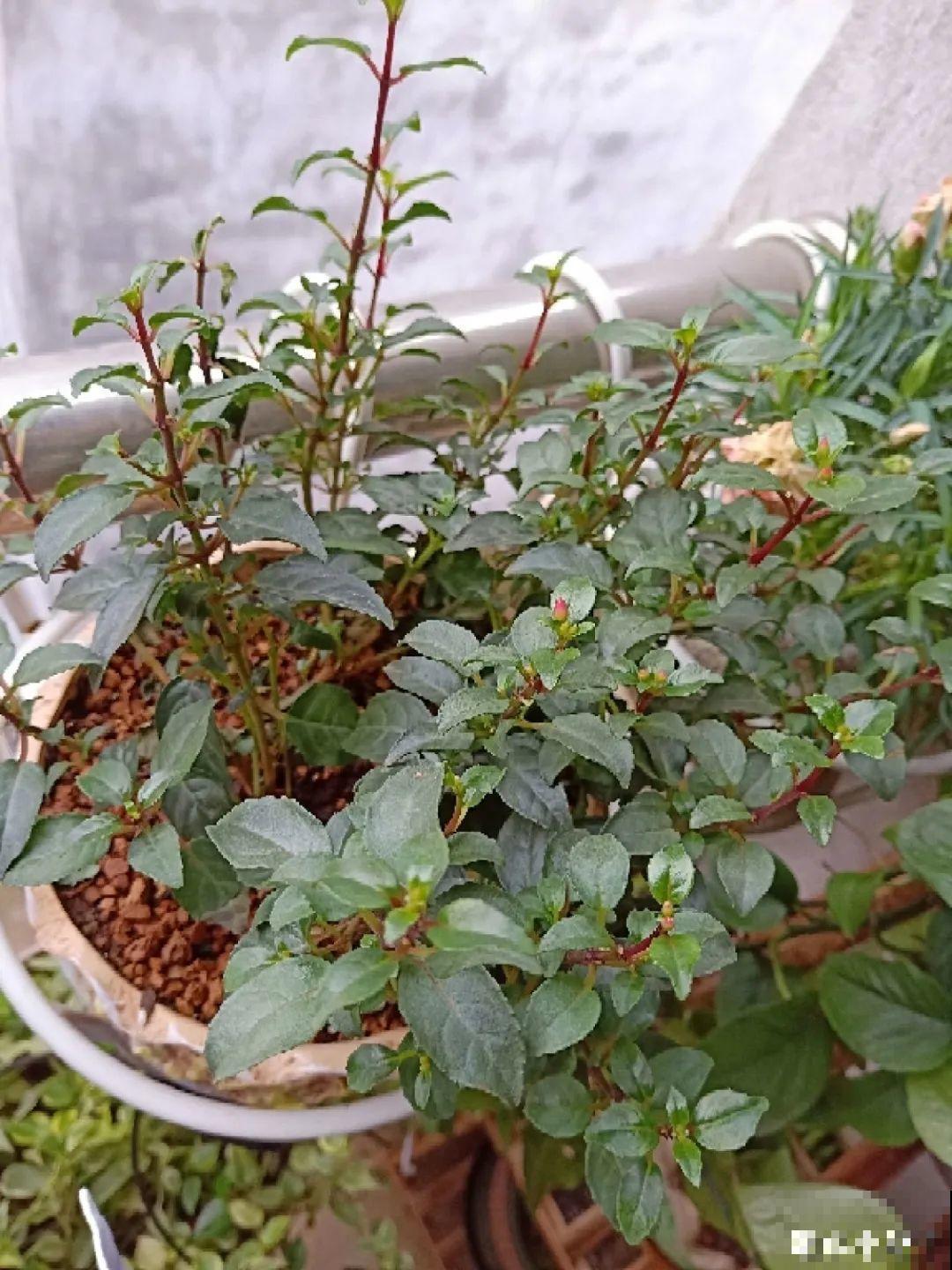 9种花,夏天剃个小平头,平平稳稳度夏天 9种花,夏天剃个小平头,平平稳稳度夏天