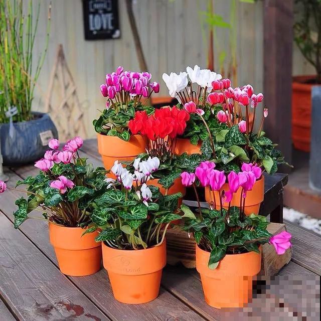 各国的国花,居然被他编成一首诗,太有才了! 各国的国花,居然被他编成一首诗,太有才了!