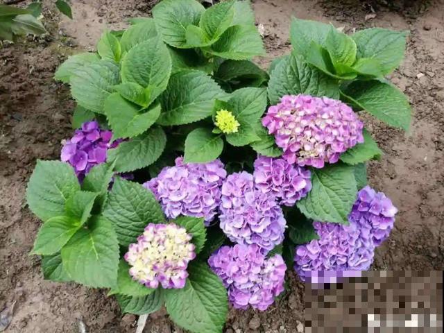 绣球老了不开花,这么养,老桩爆开上千朵花! 绣球老了不开花,这么养,老桩爆开上千朵花!