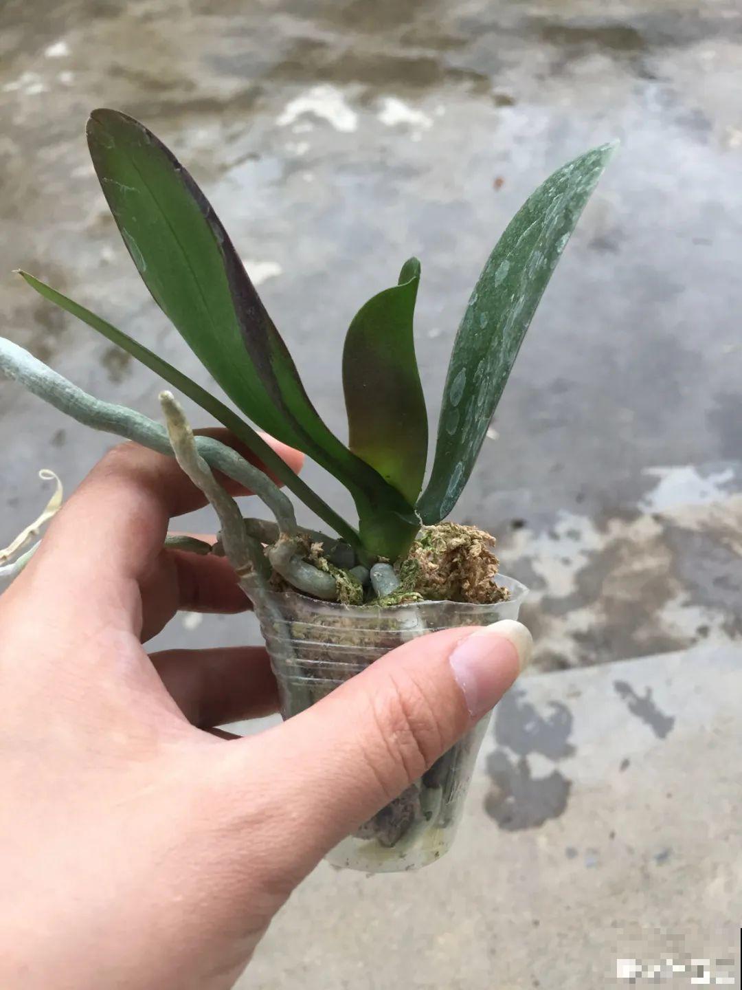 5种花不用土,掰一块木板子来养花,省了大笔买土钱! 5种花不用土,掰一块木板子来养花,省了大笔买土钱!