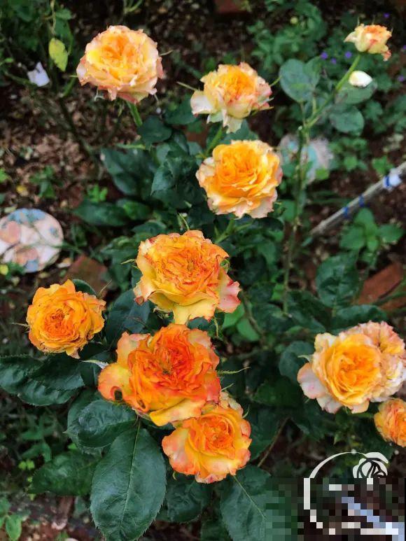 女儿辞职，回家养花，老爸说：15亩地，你负责养花，我负责蔬果！