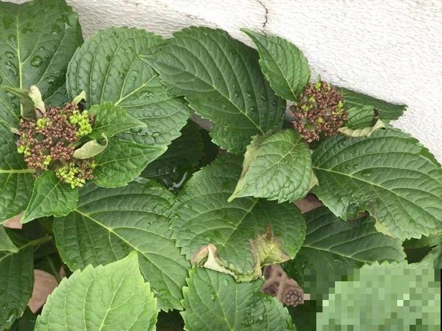 绣球老了不开花,这么养,老桩爆开上千朵花! 绣球老了不开花,这么养,老桩爆开上千朵花!