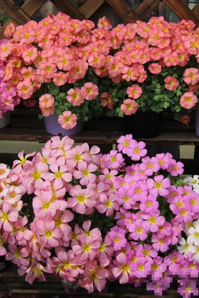 小阳台就养盆酢浆草,开花又爆又好看,多到家里堆不下 小阳台就养盆酢浆草,开花又爆又好看,多到家里堆不下