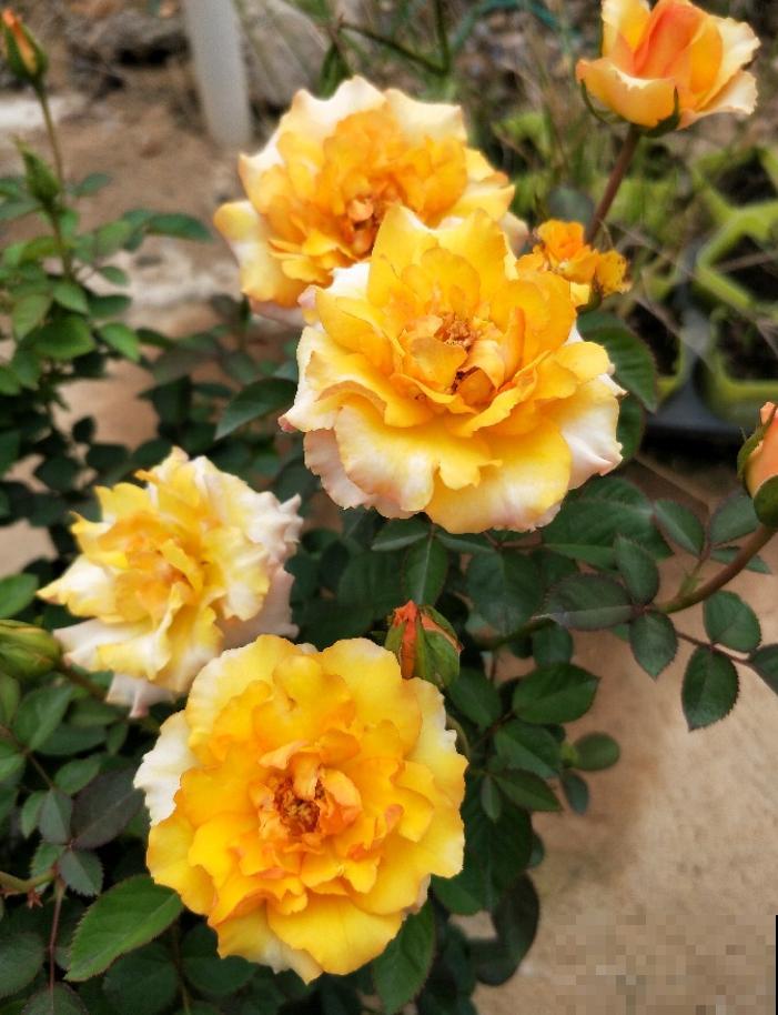 专属12星座的月季花,快看你的星座是什么月季吧! 专属12星座的月季花,快看你的星座是什么月季吧!