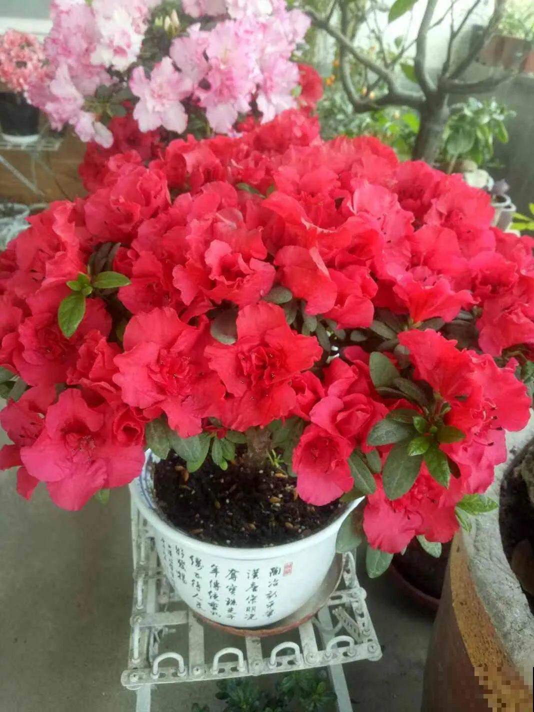 10种花,不怕风吹雨淋,不怕暴晒干旱,四季爆开花,堪称花坚强! 10种花,不怕风吹雨淋,不怕暴晒干旱,四季爆开花,堪称花坚强!