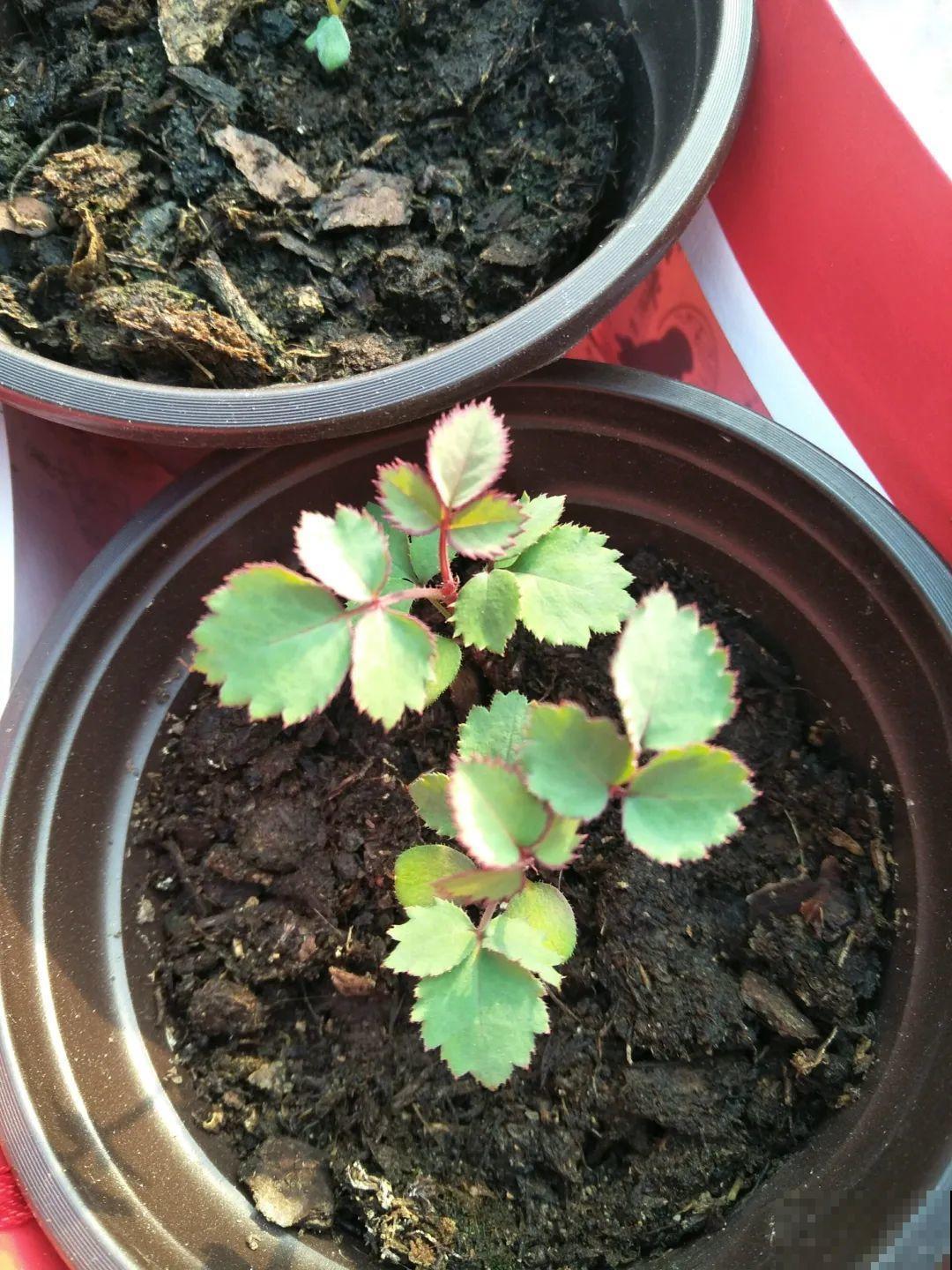 15种花繁殖力强，种子扔土里，呼呼冒出一大片