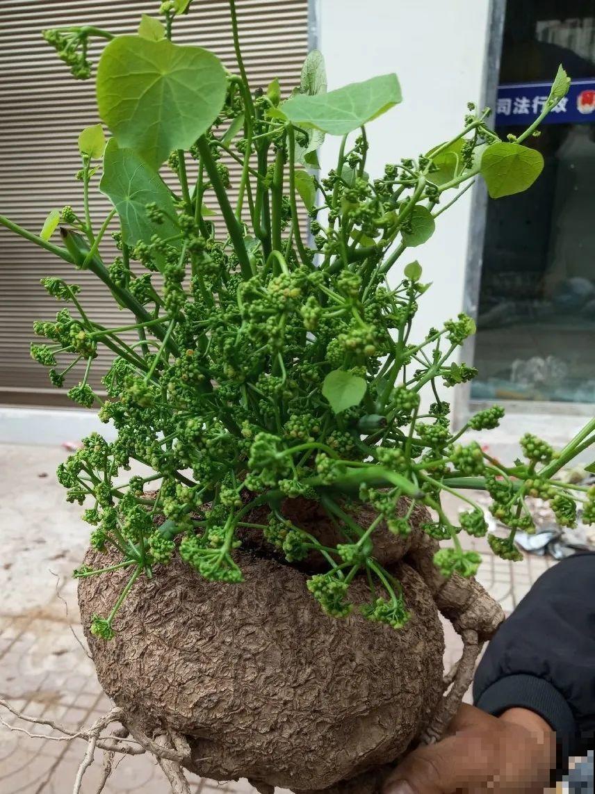 不起眼的6种花，泡茶喝，原来对身体这么好！