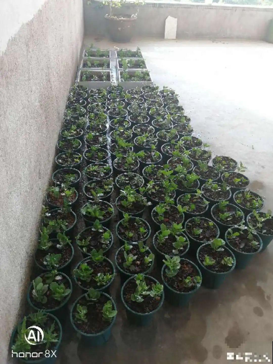 38℃高温，家里的花挺不过去，只剩盆了！