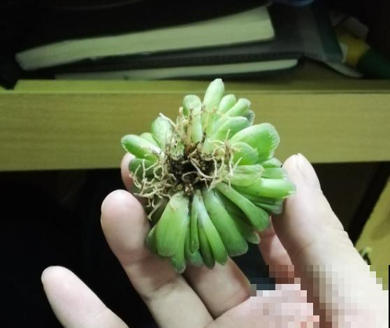 新买的花,套个花盆,成活率100%! 新买的花,套个花盆,成活率100%!