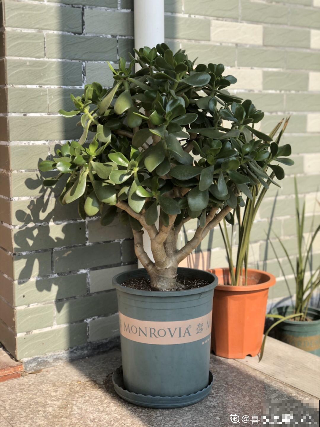 9种花,夏天剃个小平头,平平稳稳度夏天 9种花,夏天剃个小平头,平平稳稳度夏天