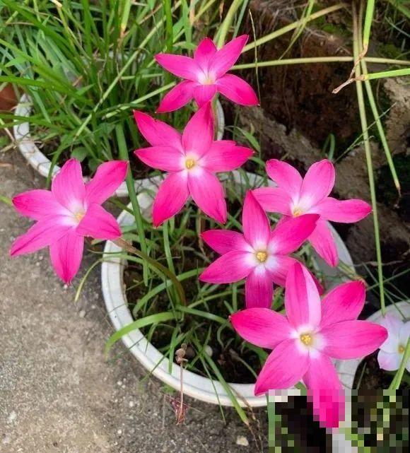 这花3年没浇水，却疯长得把盆撑爆，懒人福利啊！