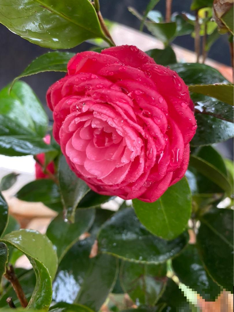 8种花超难养，养好一半，就是大神