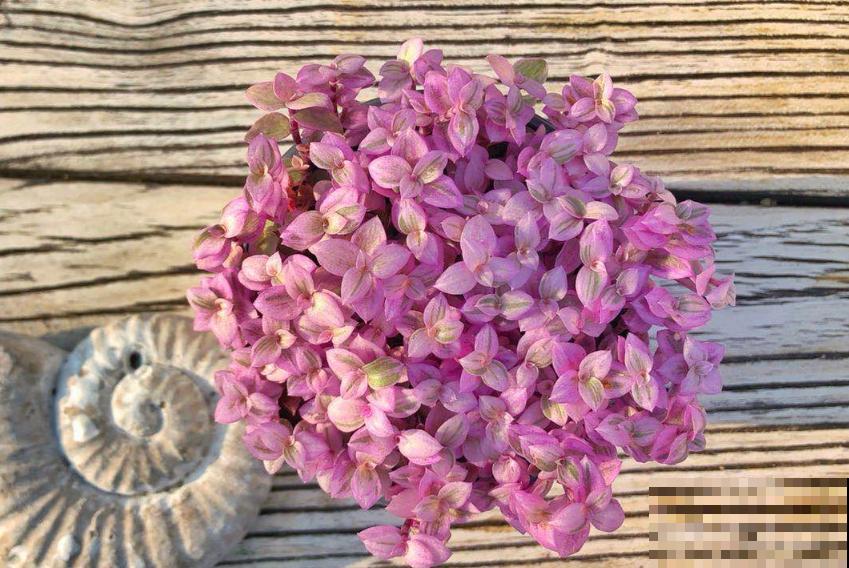 5种冷门花，今年特别流行，从种下到开花只用2个月！