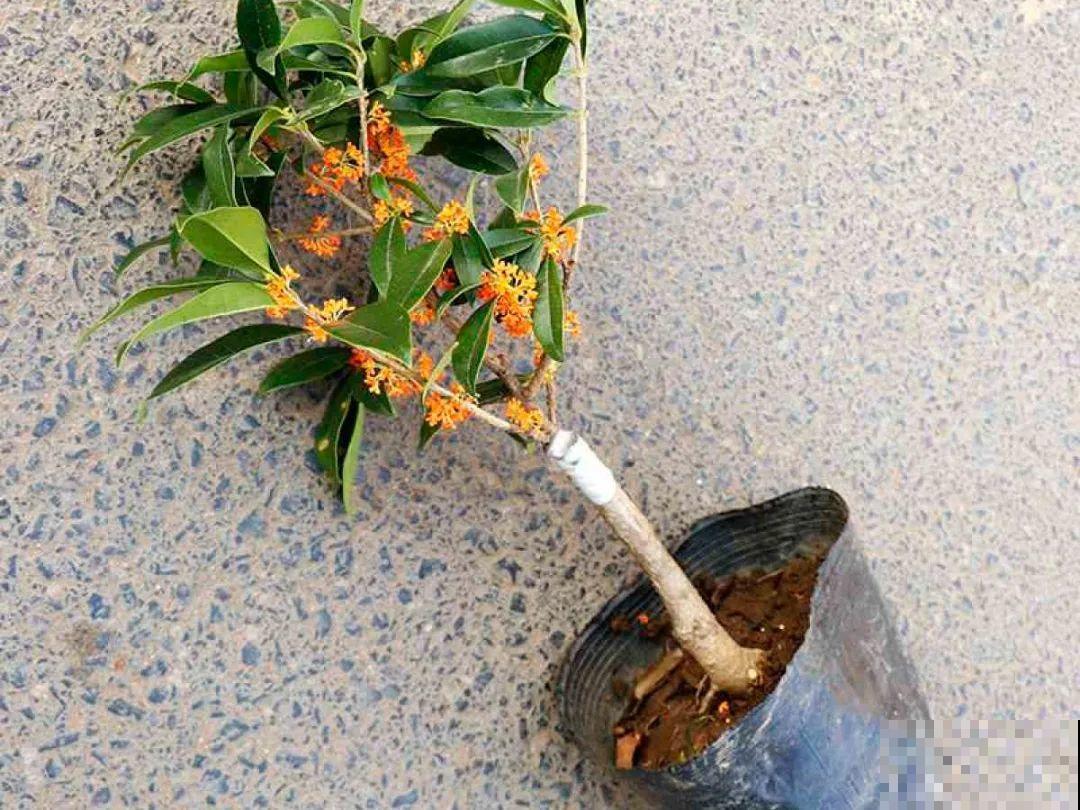 公认难养的20种花,养一盆死一盆,下次还敢买? 公认难养的20种花,养一盆死一盆,下次还敢买?