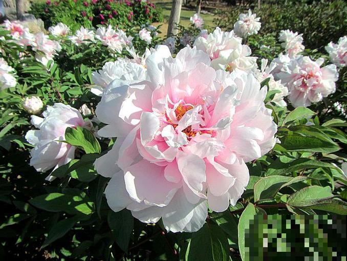 4种人间富贵花,雍容典雅、富贵逼人,一眼就被吸引了! 4种人间富贵花,雍容典雅、富贵逼人,一眼就被吸引了!