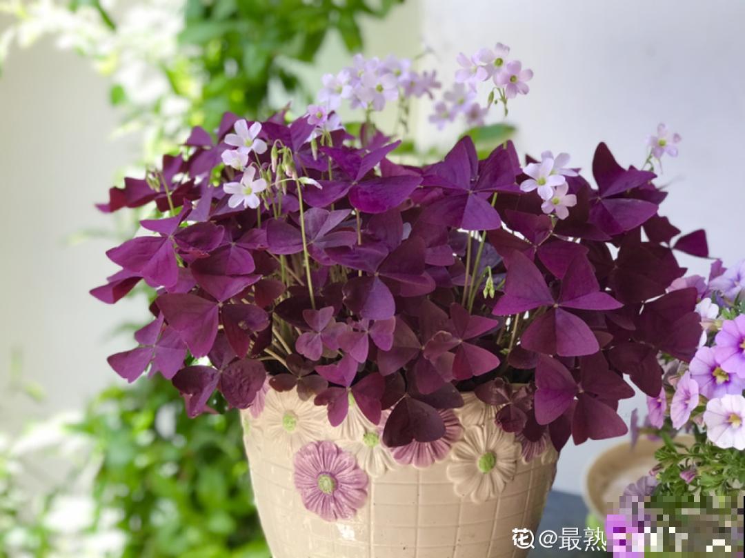 9种花,夏天剃个小平头,平平稳稳度夏天 9种花,夏天剃个小平头,平平稳稳度夏天