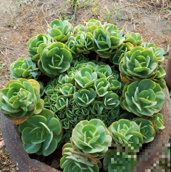 新买的花,套个花盆,成活率100%! 新买的花,套个花盆,成活率100%!