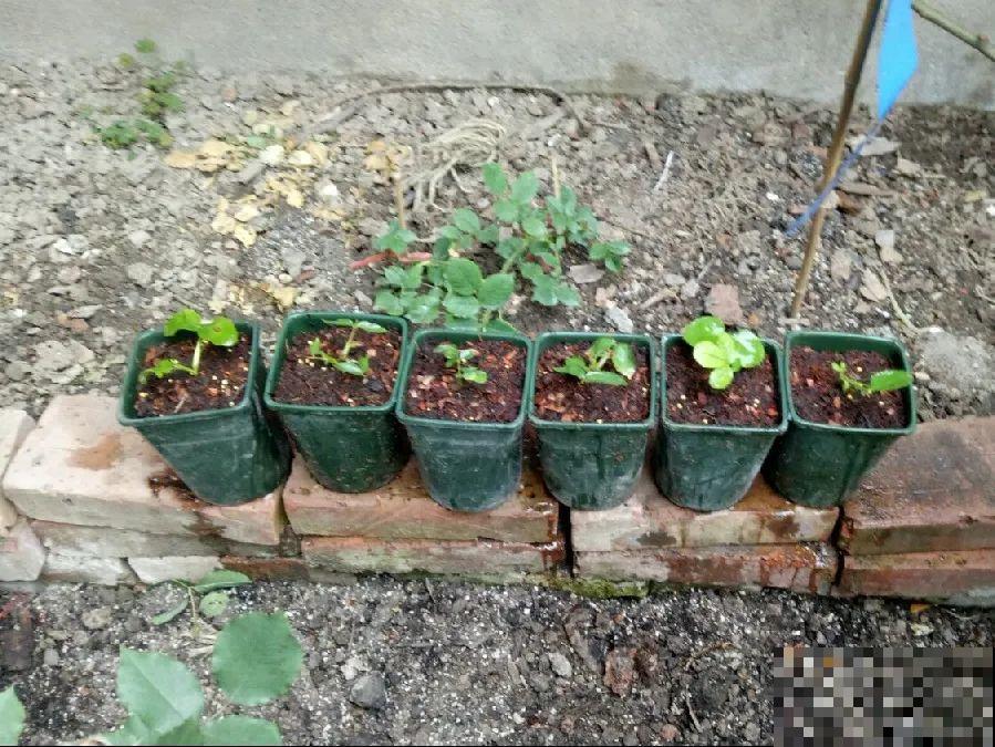 月季,绣球正是扦插好时机,学会方法,繁育一阳台! 月季,绣球正是扦插好时机,学会方法,繁育一阳台!