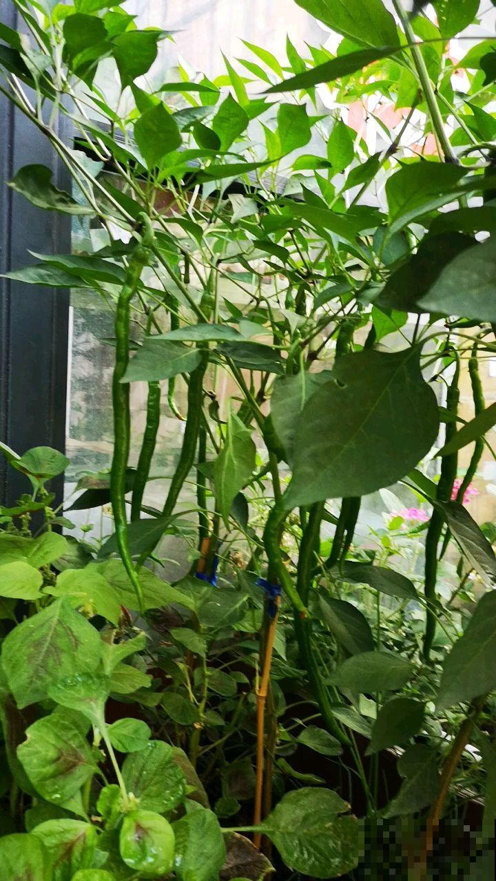 小阳台种菜,空间利用好,一年的菜都够吃 小阳台种菜,空间利用好,一年的菜都够吃