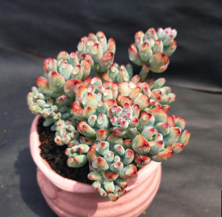 养了5年多肉,从小白变成大神,这些经验送你了! 养了5年多肉,从小白变成大神,这些经验送你了!