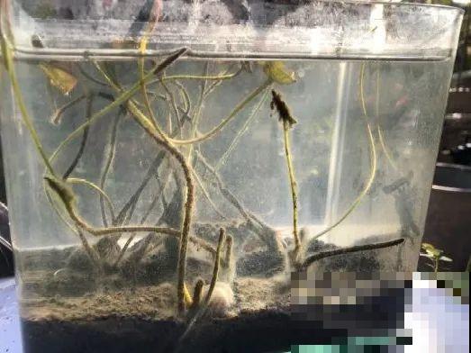 看到这些花,扭头就走,别买,谁买谁吃亏! 看到这些花,扭头就走,别买,谁买谁吃亏!