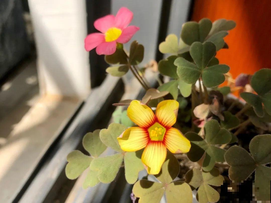 家里有这7种花,少浇水、不能晒,天热要休眠! 家里有这7种花,少浇水、不能晒,天热要休眠!