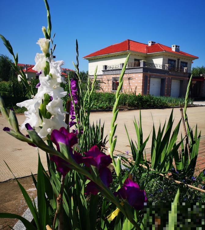 大门口种一丛它，开花一串几十朵，邻居天天跑来看！