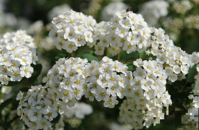 路边常见的4种花，名字里带梅，却不是梅花！