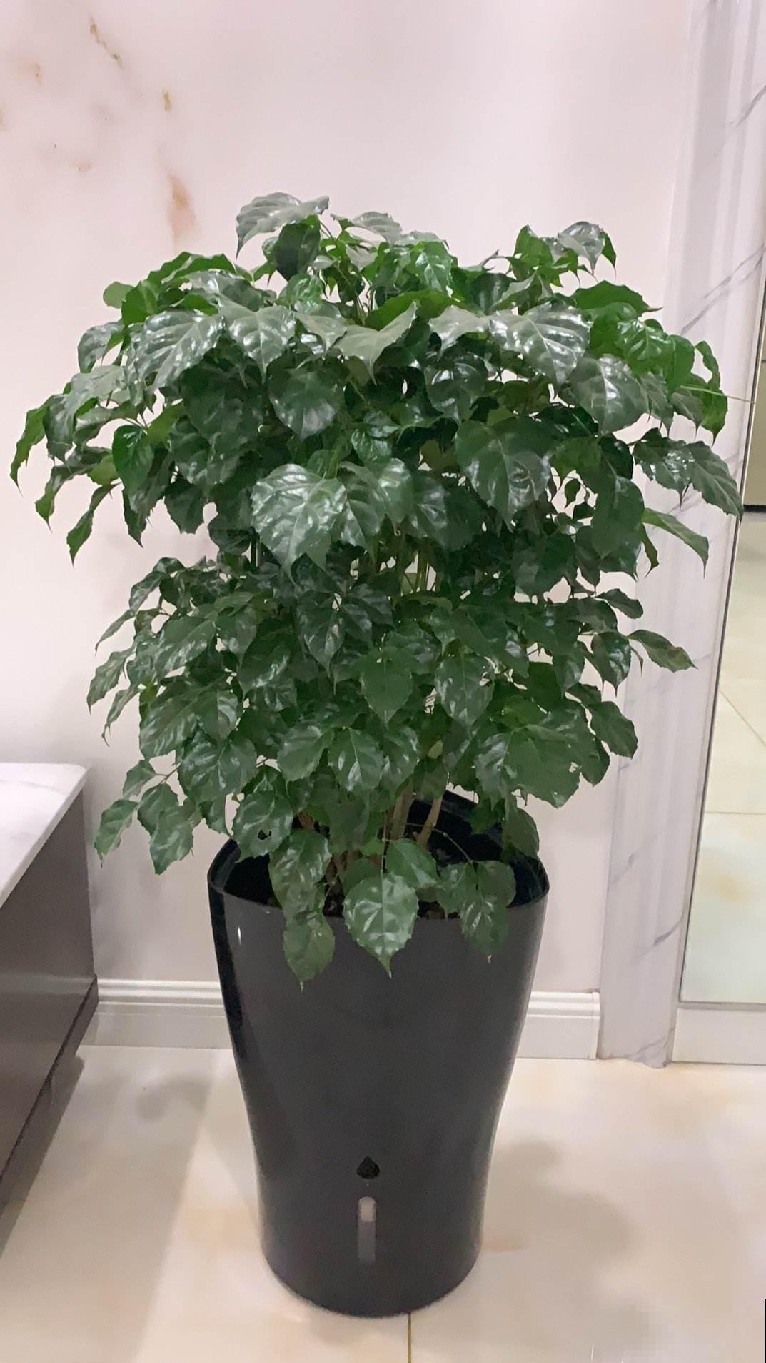 幸福树掉叶子，抓紧开窗通风，多喷水才行