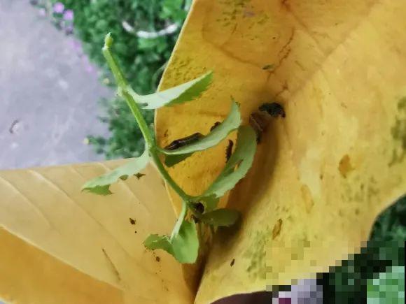 花盆长出这4种东西，别犹豫，赶紧换土