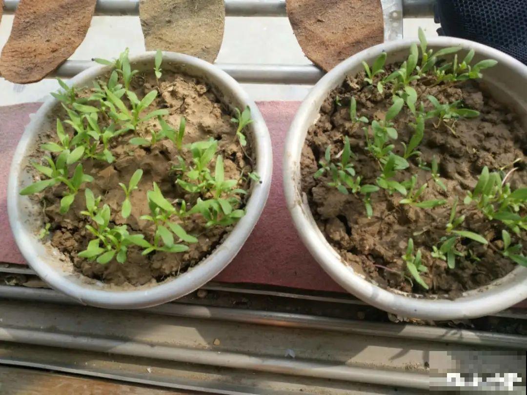 8种花是一次性的，开完就扔，别浪费时间！