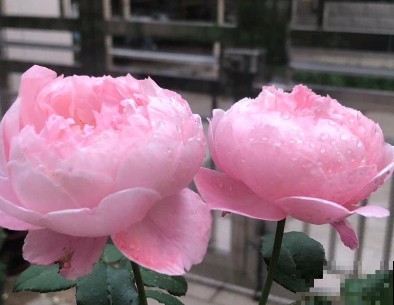 盘点最受欢迎的24种月季，长得快、开花多，养了会上瘾！